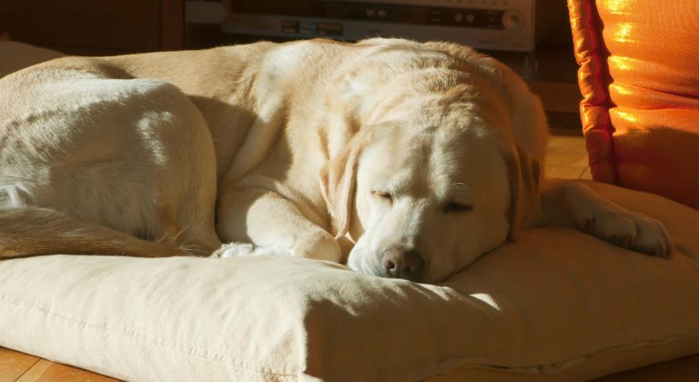 Pet Bereavement – Coping With The Death Of Your Labrador