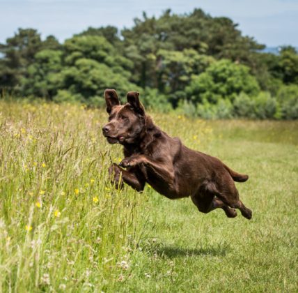 Happy Labrador Body Language