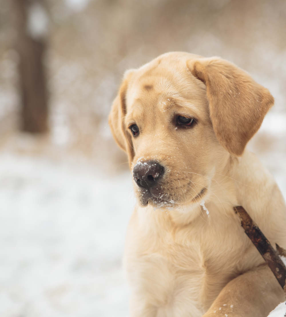 Buying a Healthy Labrador Puppy