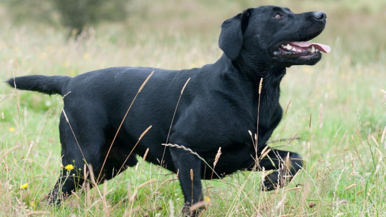 10 Ways To Tell Your Labrador Is Happy Through Body Language