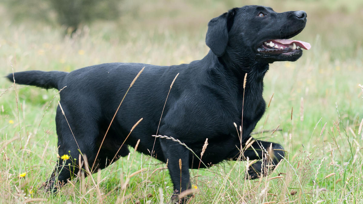 Ways To Tell Your Labrador is Happy Through Body Language