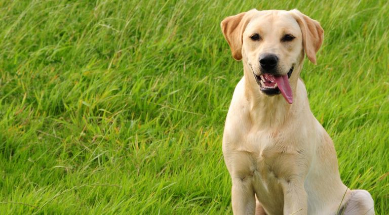 17 Ways That Labradors Make Our Lives Better