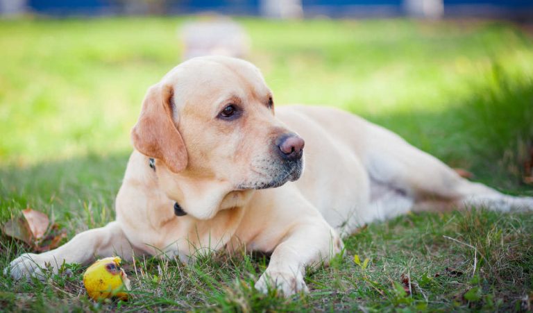 12 Easy Steps To Grooming A Labrador Who Hates Being Brushed