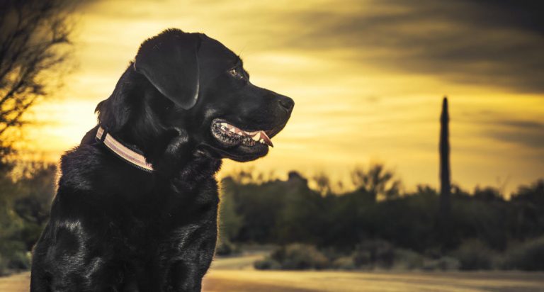 18 Reasons Why Labradors Make Great Pets