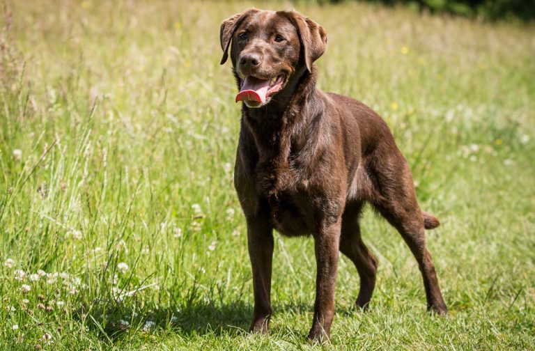 15 Ways To Help Your Labrador Stay Slim