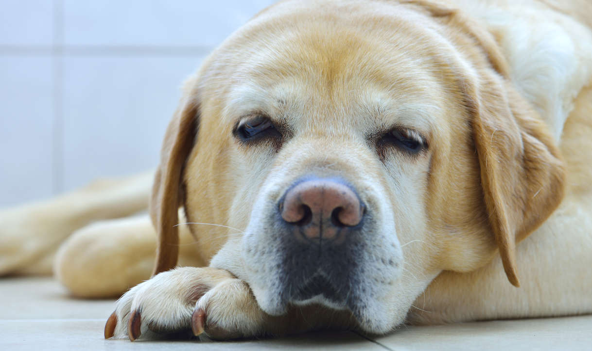 oude gele labrador