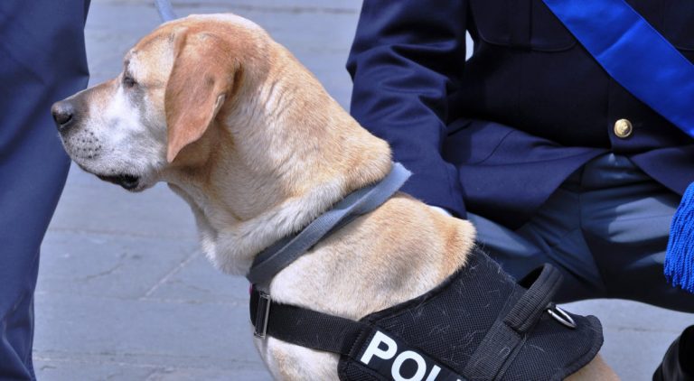 Labradors As Service Dogs