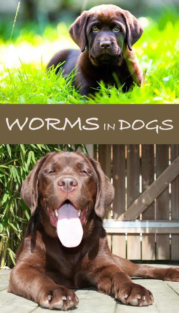 Worms in dogs: How to keep your Labrador worm free