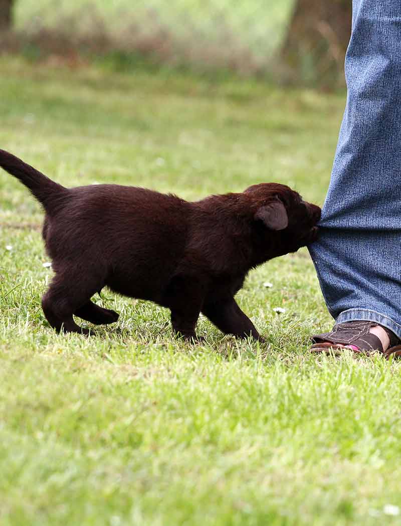 puppy biting owner