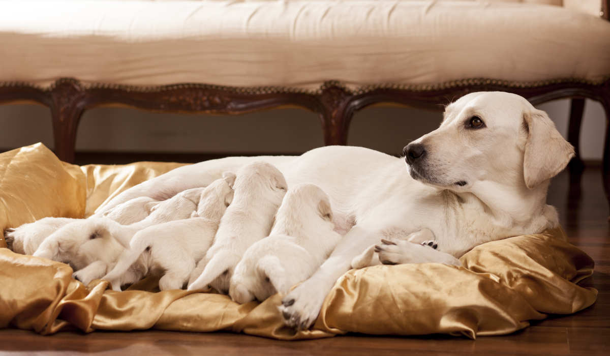 Retired - Shadybry Labradors-Labrador Pupz
