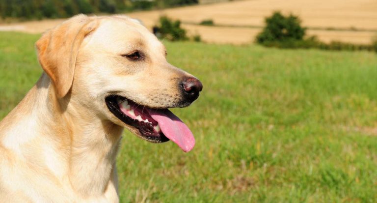 9 Wonderful Ways To Tire Out Your Labrador