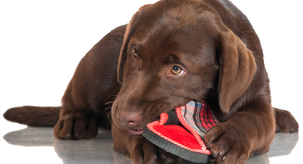 best toys for labradors