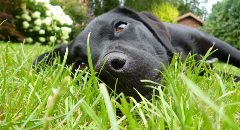 Common Allergies in Labrador Retrievers