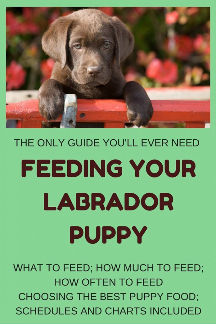 Feeding Your Labrador Puppy How Much, Diet Charts And The Best Food