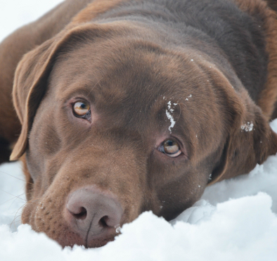 Limber tail, cold water, and your Labrador - The Labrador Site