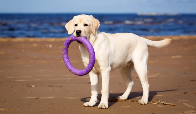 How Do I Teach My Labrador To Fetch