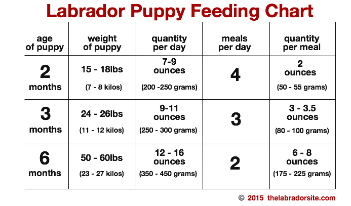 Feeding Your Labrador Puppy: How Much, Diet Charts And The ...