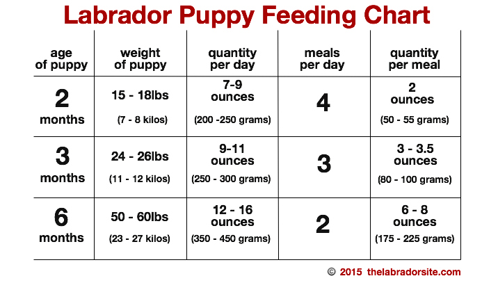 How much does it cost to feed a labrador per month uk