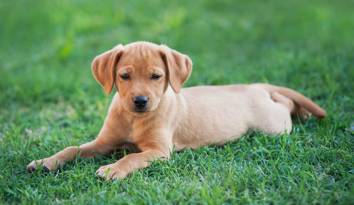 different types of lab dogs