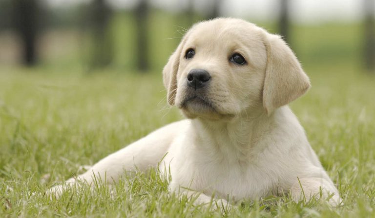 Potty training labrador puppy best sale