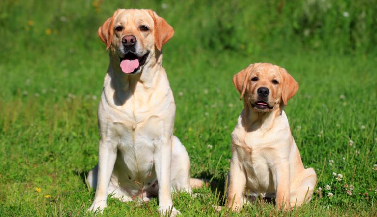 photo of two yellow labs sitting on grass