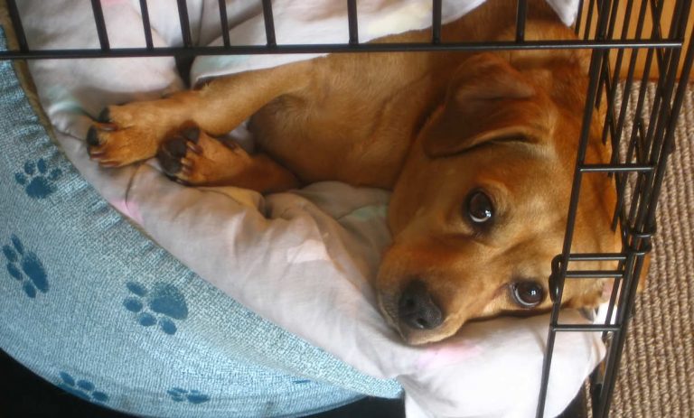 yellow lab puppy in a crate