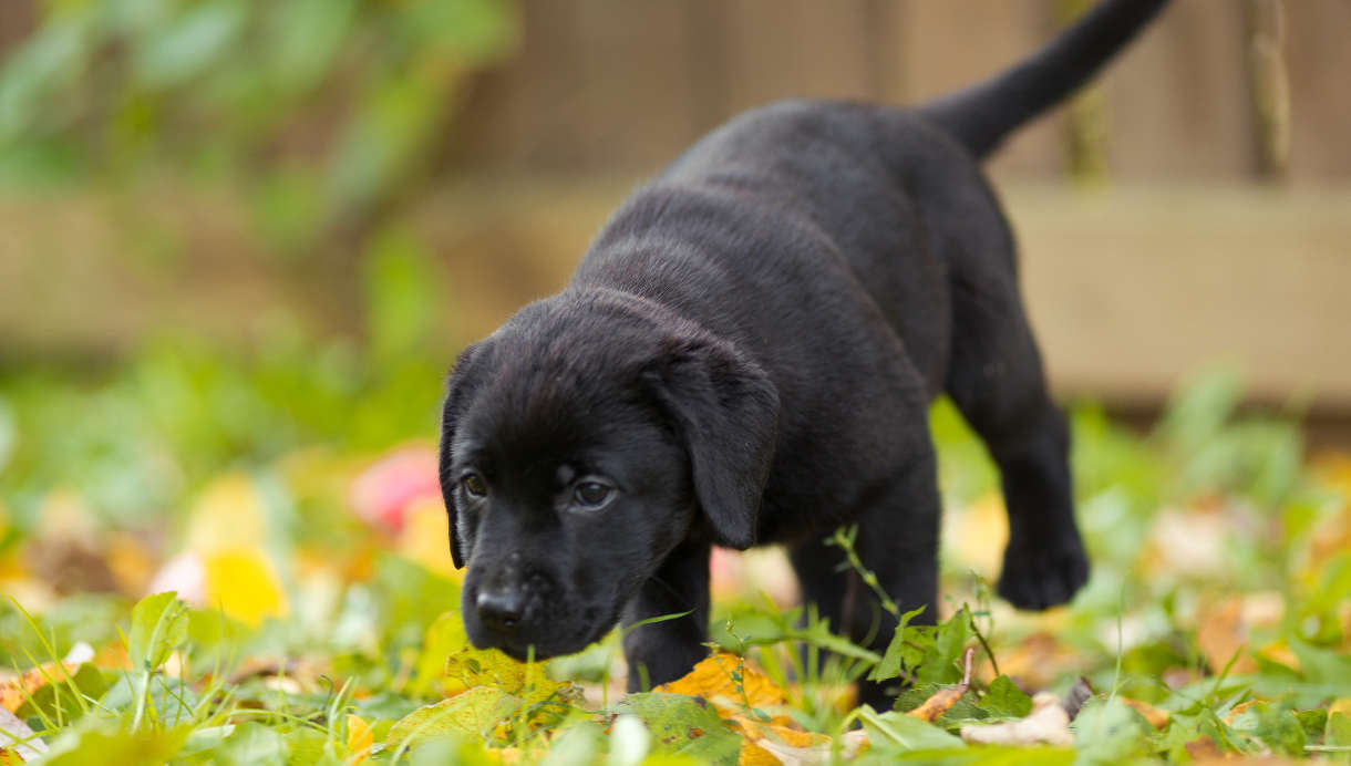 black-lab-puppy-on-grass