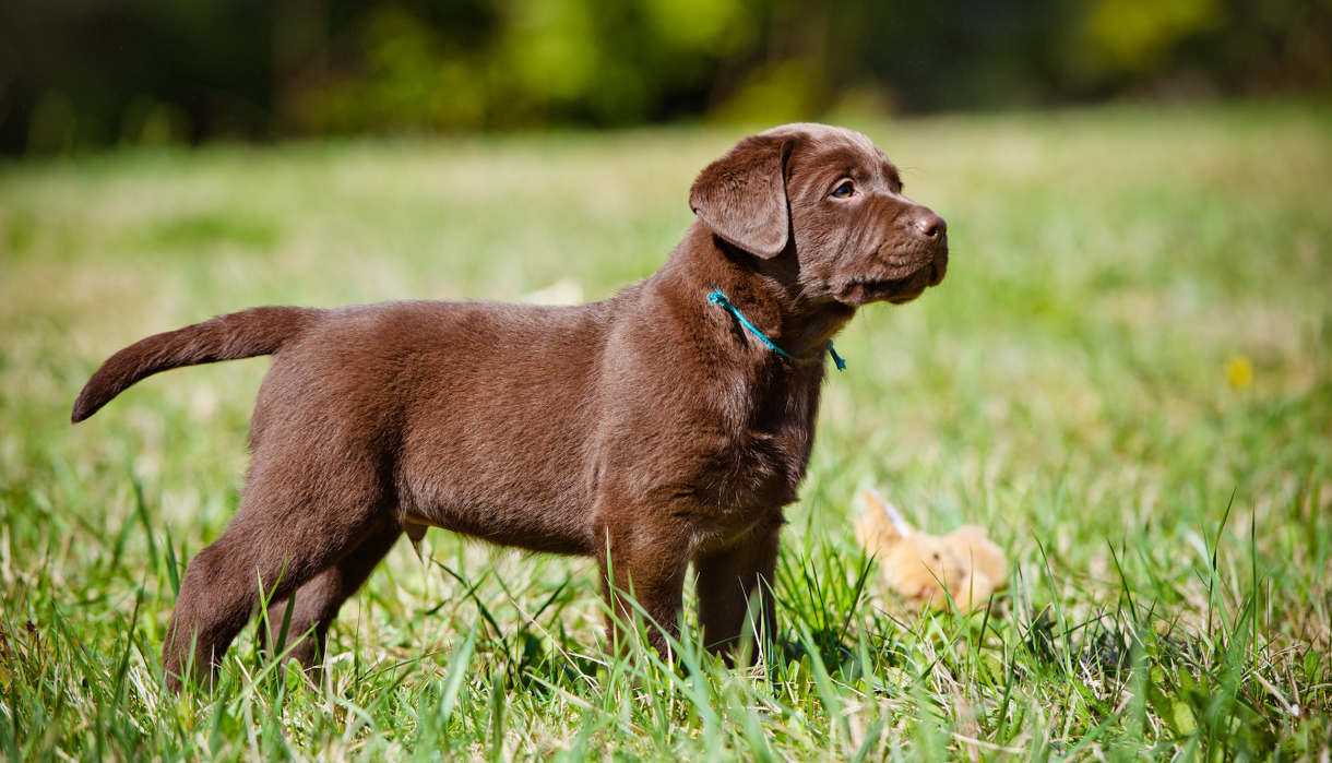 Brown Lab Dog Puppy