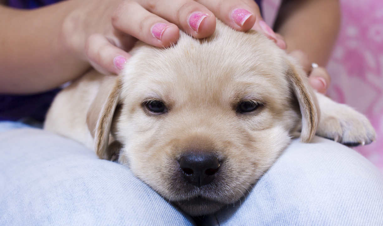 do labradors cuddle