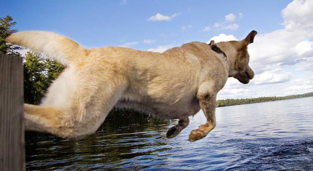 best dog breeds for dock diving
