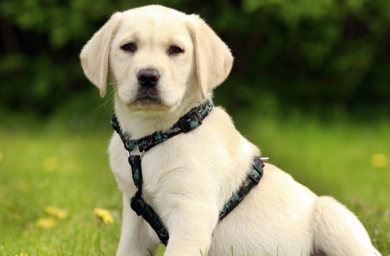 Lab Puppy Harness Benefits