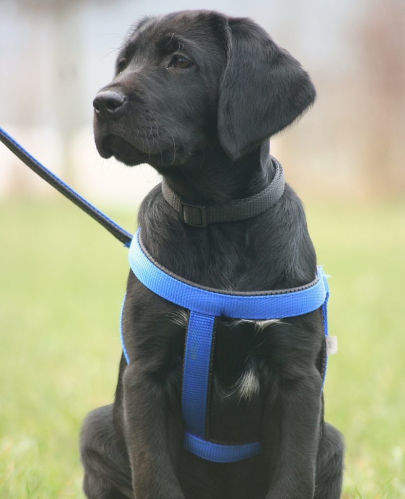 lab-puppy-harness-benefits