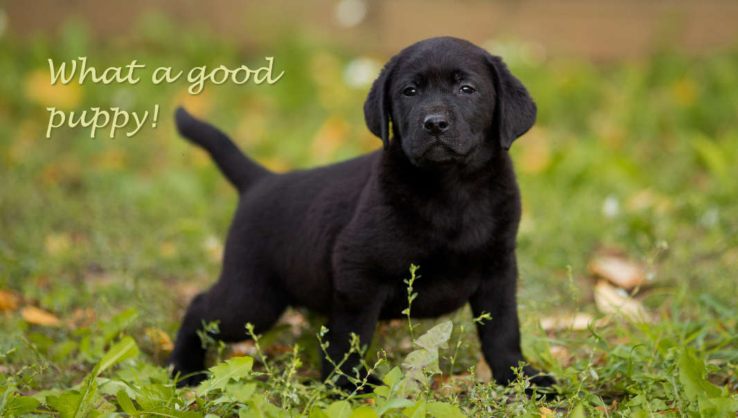 how to potty train a labrador puppy