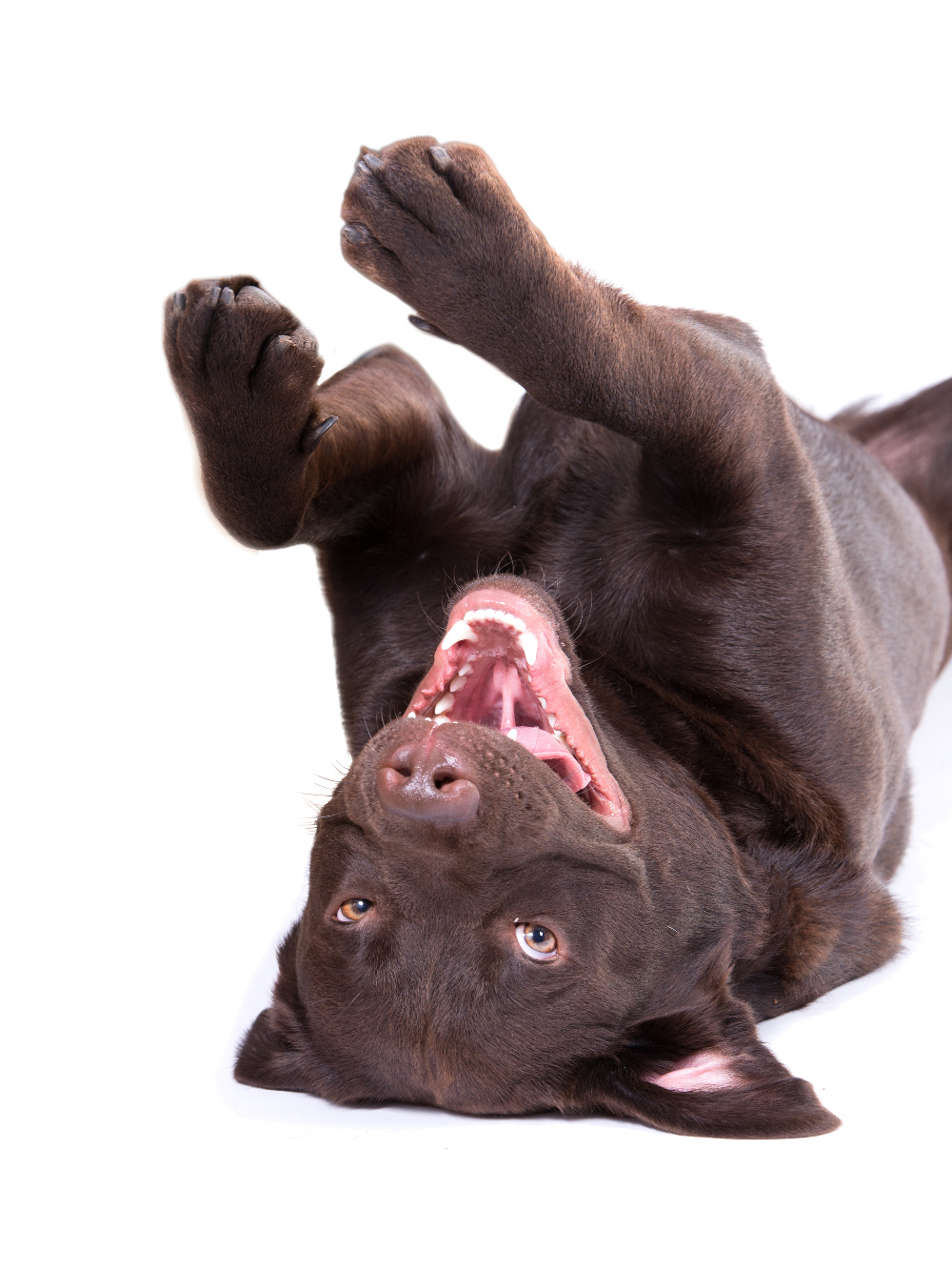 animal alley chocolate lab