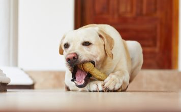 Feeding Archives - The Labrador Site