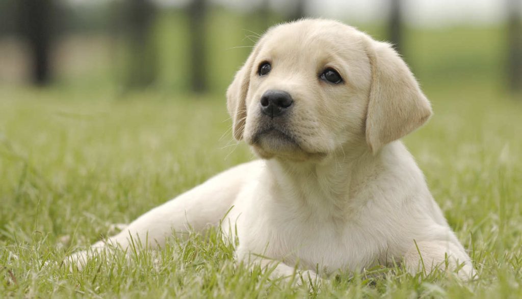 yellow labrador outside for potty training