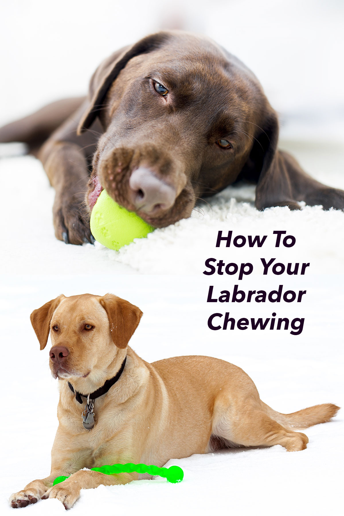 How To Stop A Dog From Chewing And Survive The Lab Chewing Phase