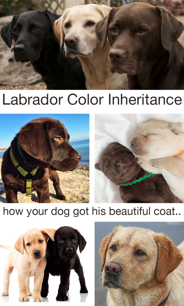 Labrador Color Inheritance - With New Puppy Color Charts