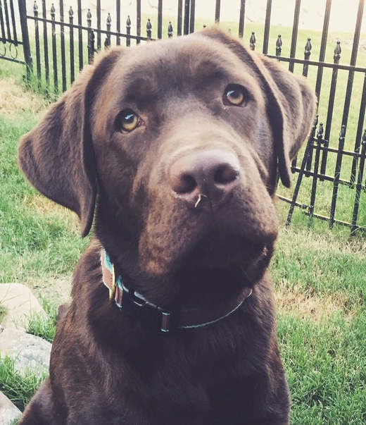 Six Month Labrador Your Puppy Questions Answered