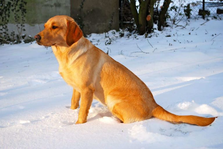 six month old lab