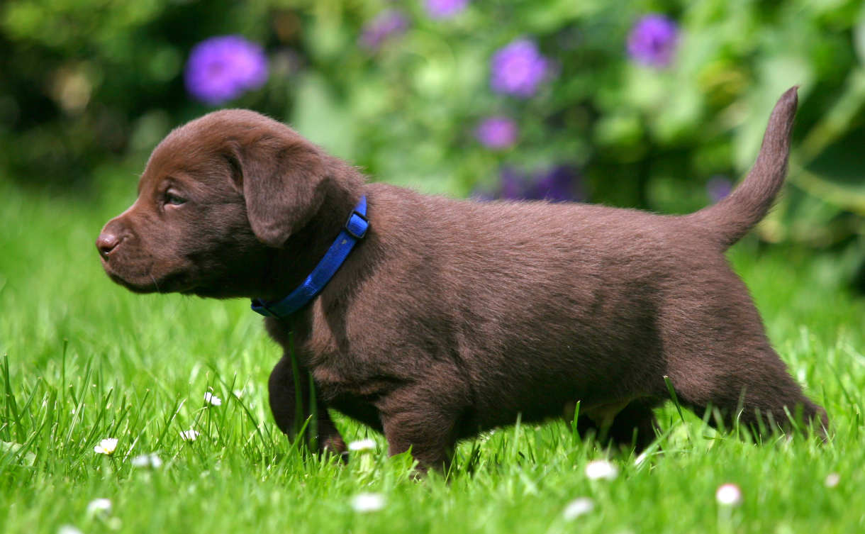 how to choose a labrador puppy