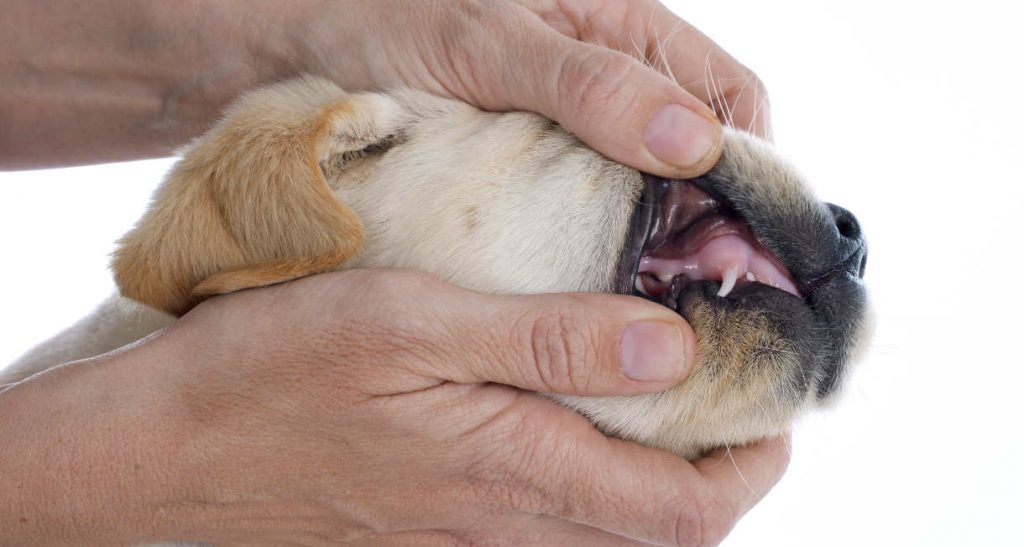 Puppy Teething and Teeth A Complete Guide to Your Puppy's Teeth