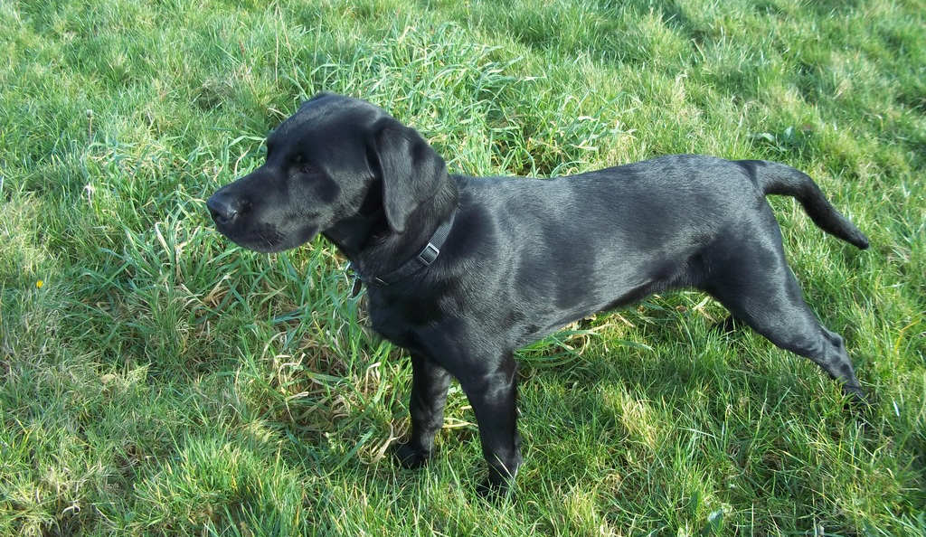 6 week best sale old black lab