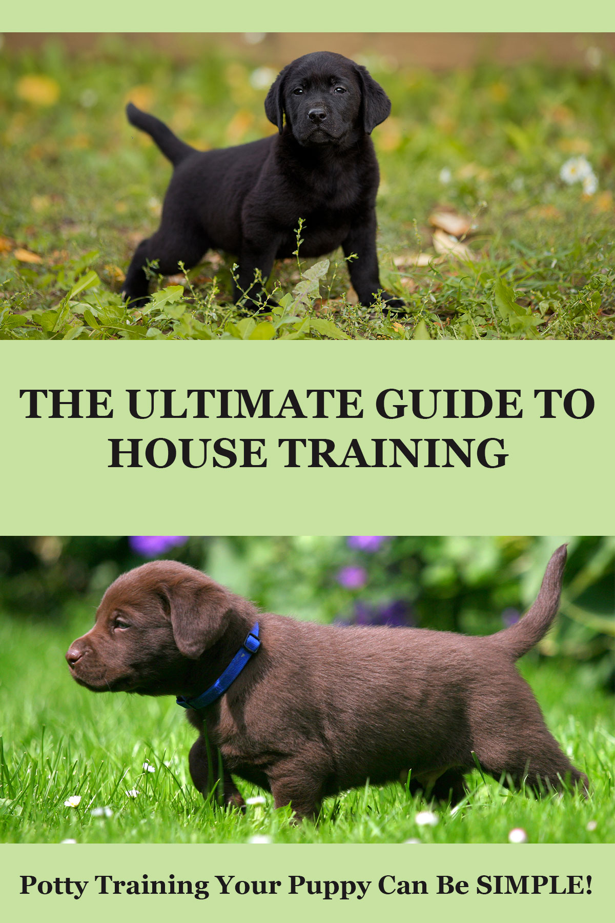 Potty training hot sale a lab puppy