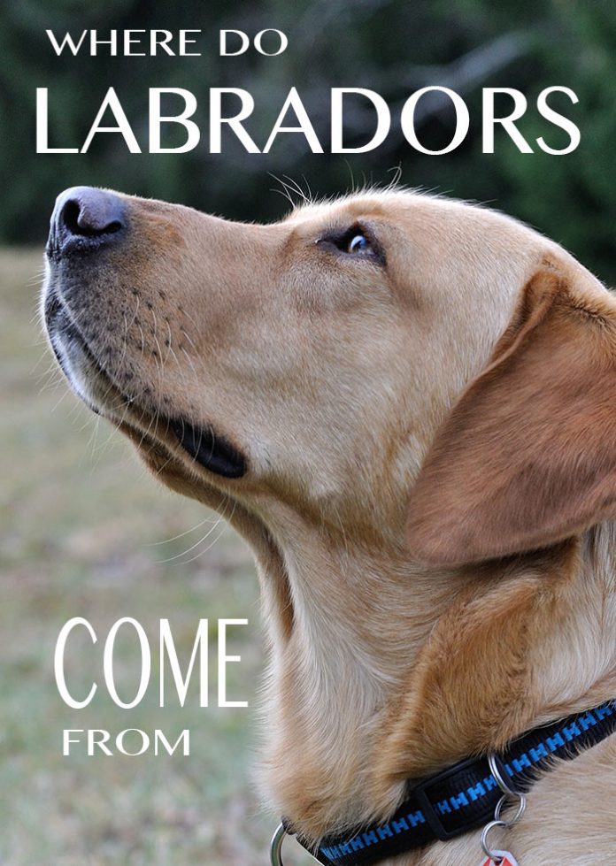 Labrador Retriever History