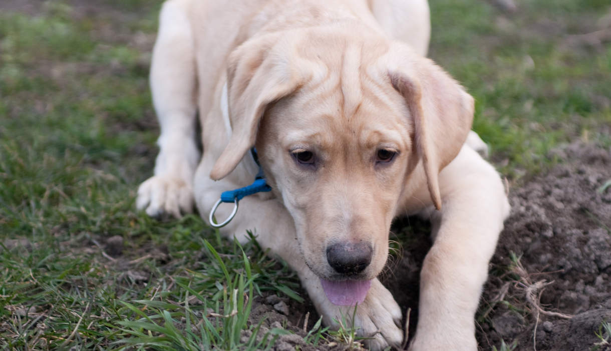 26 Tricks To Stop Your Dog From Digging Up Your Yard - Dog Lab