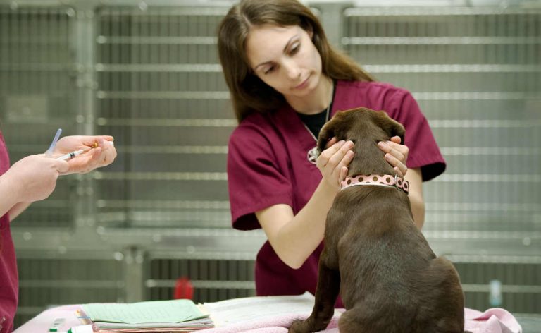 Vet Care for Labradors - The Labrador Site