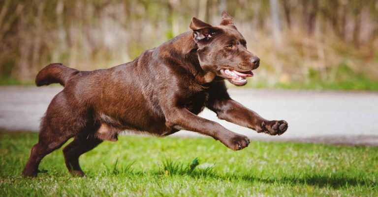 Dog Recall Training With The About Turn Walk