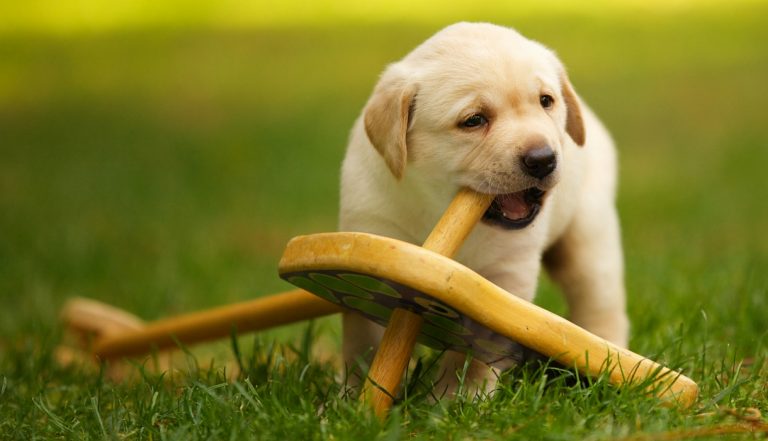 Teaching Bite Inhibition To Your Labrador Puppy