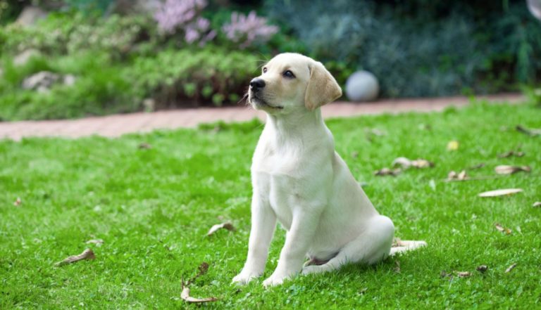 Health Screening for Labrador Diseases